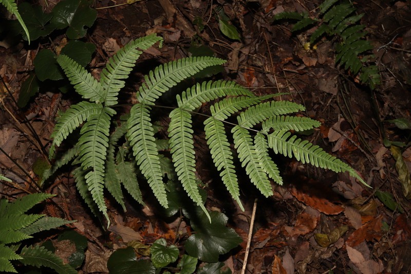 Pteris laurisilvicola