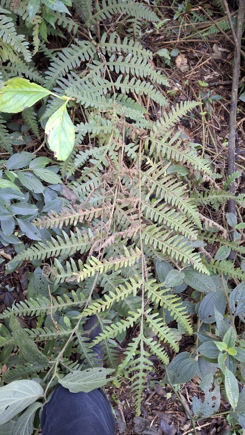 Pteris lechleri