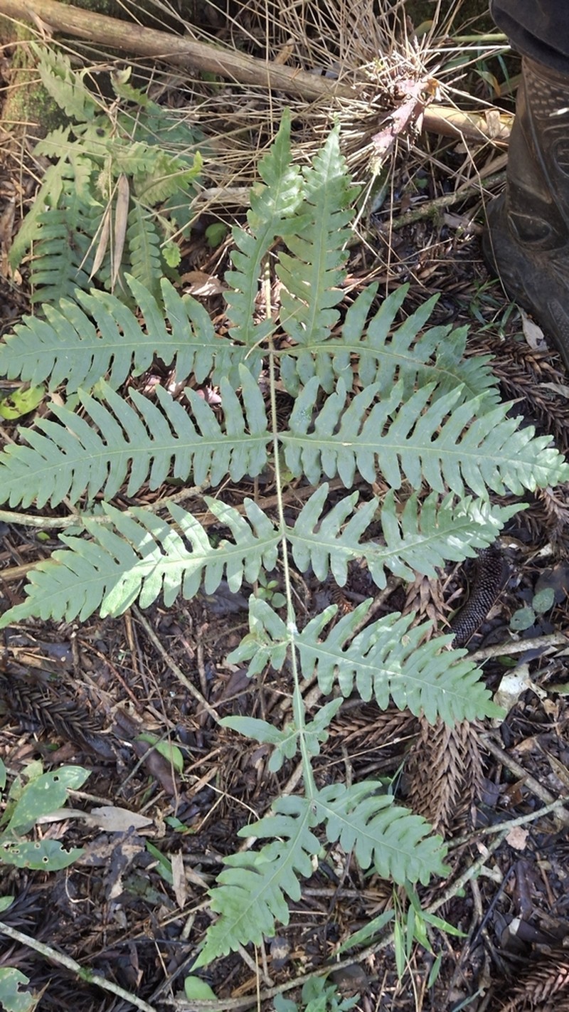Pteris lechleri photo 2