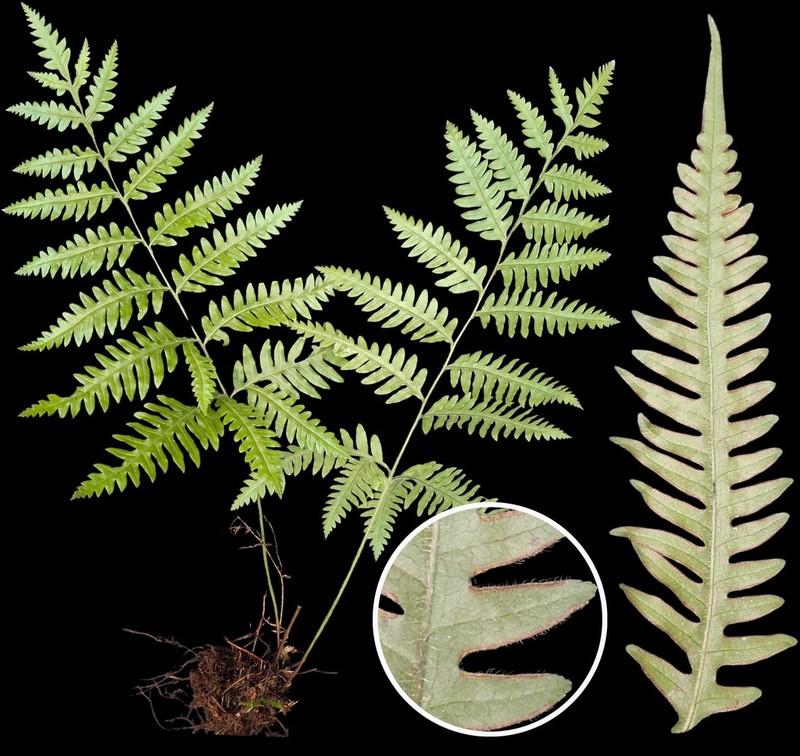 Pteris lechleri photo 3