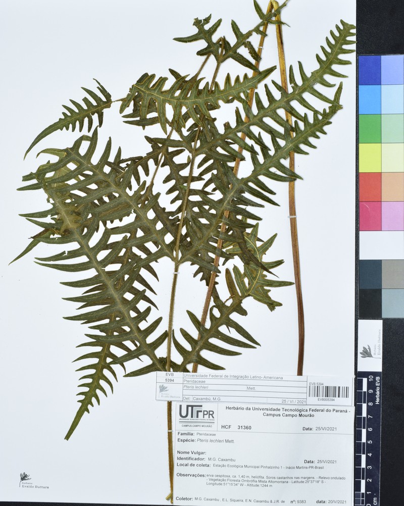 Pteris lechleri photo 5