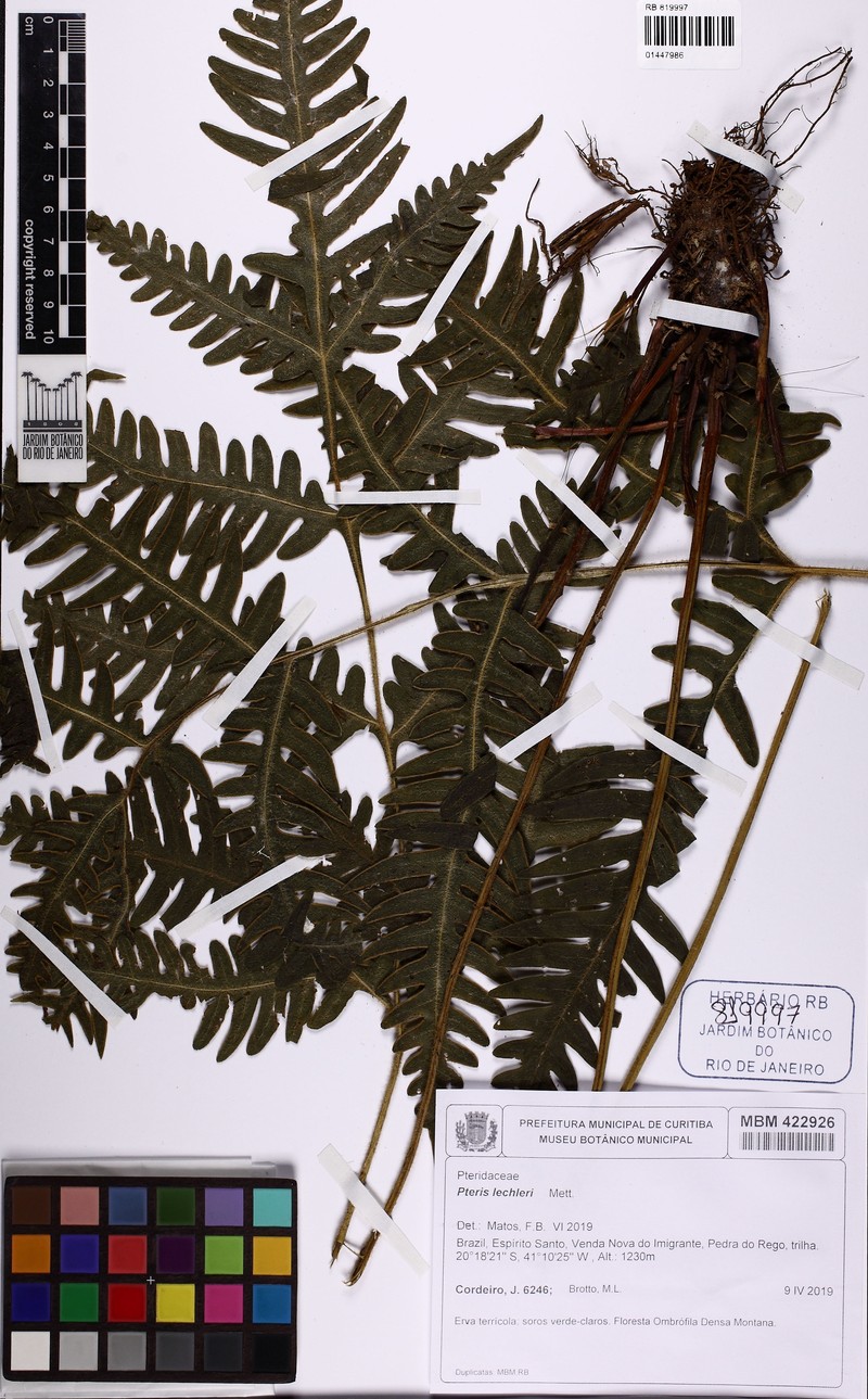 Pteris lechleri photo 6