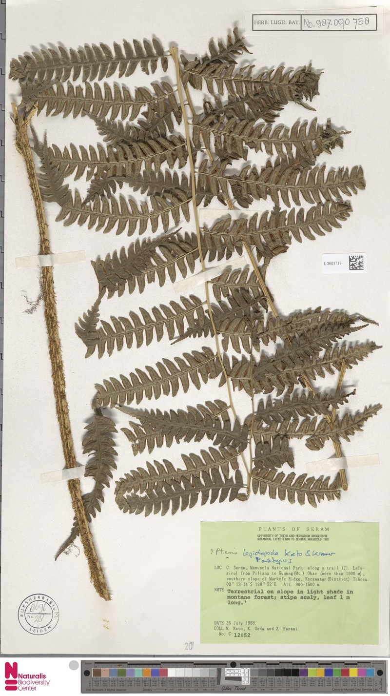 Pteris lepidopoda
