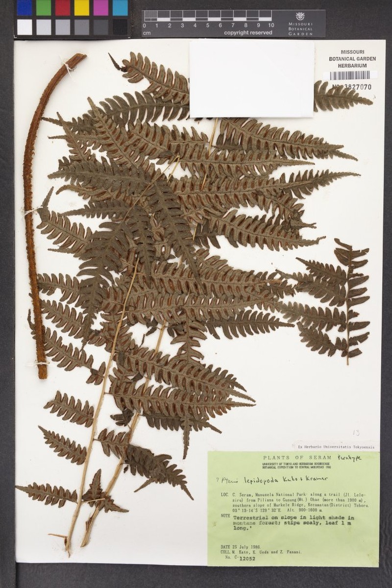 Pteris lepidopoda photo 2