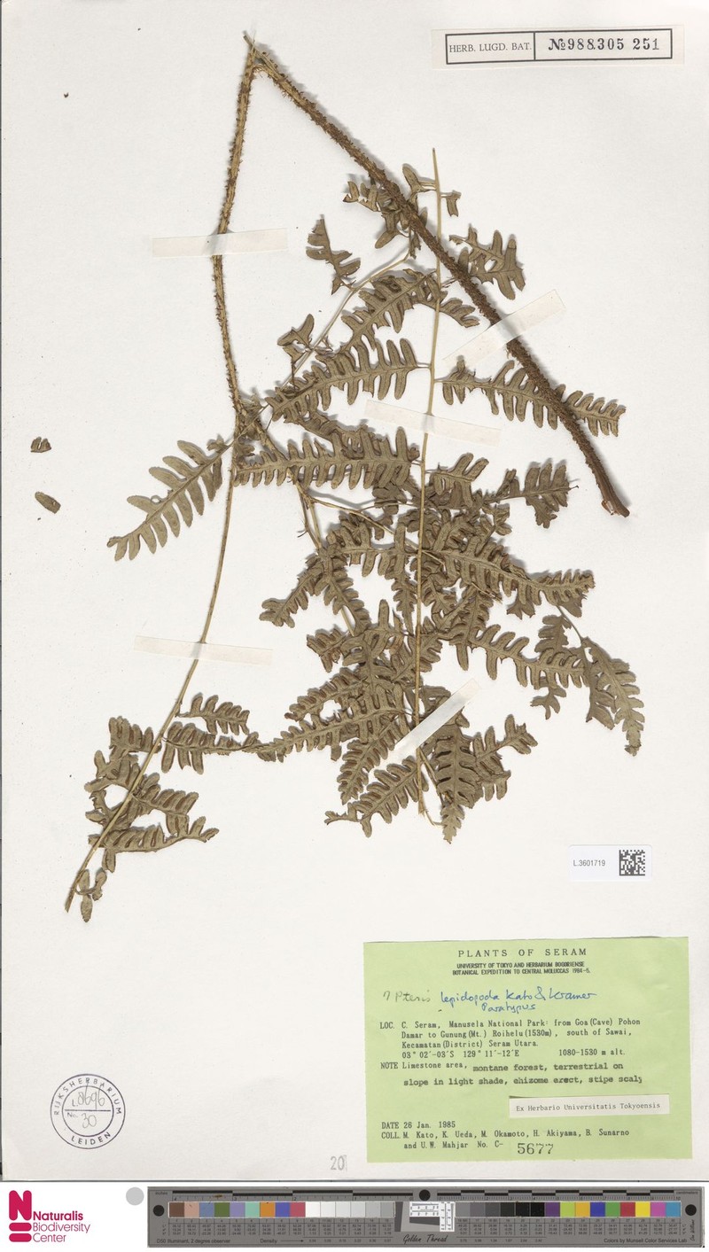 Pteris lepidopoda photo 3