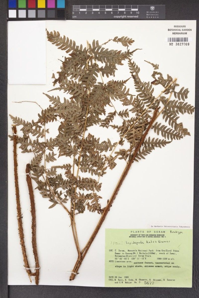 Pteris lepidopoda photo 4