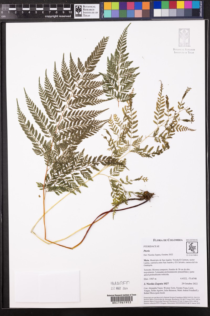 Pteris leptophylla