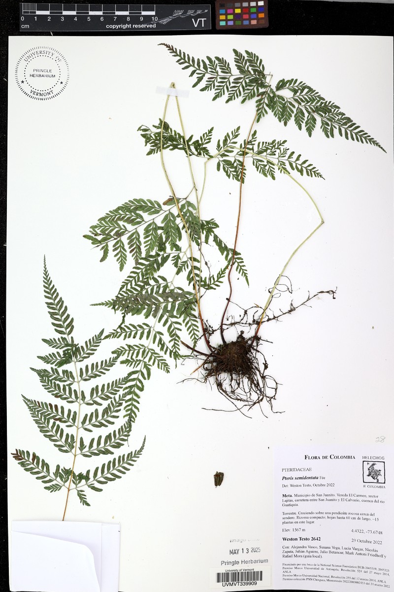 Pteris leptophylla photo 2