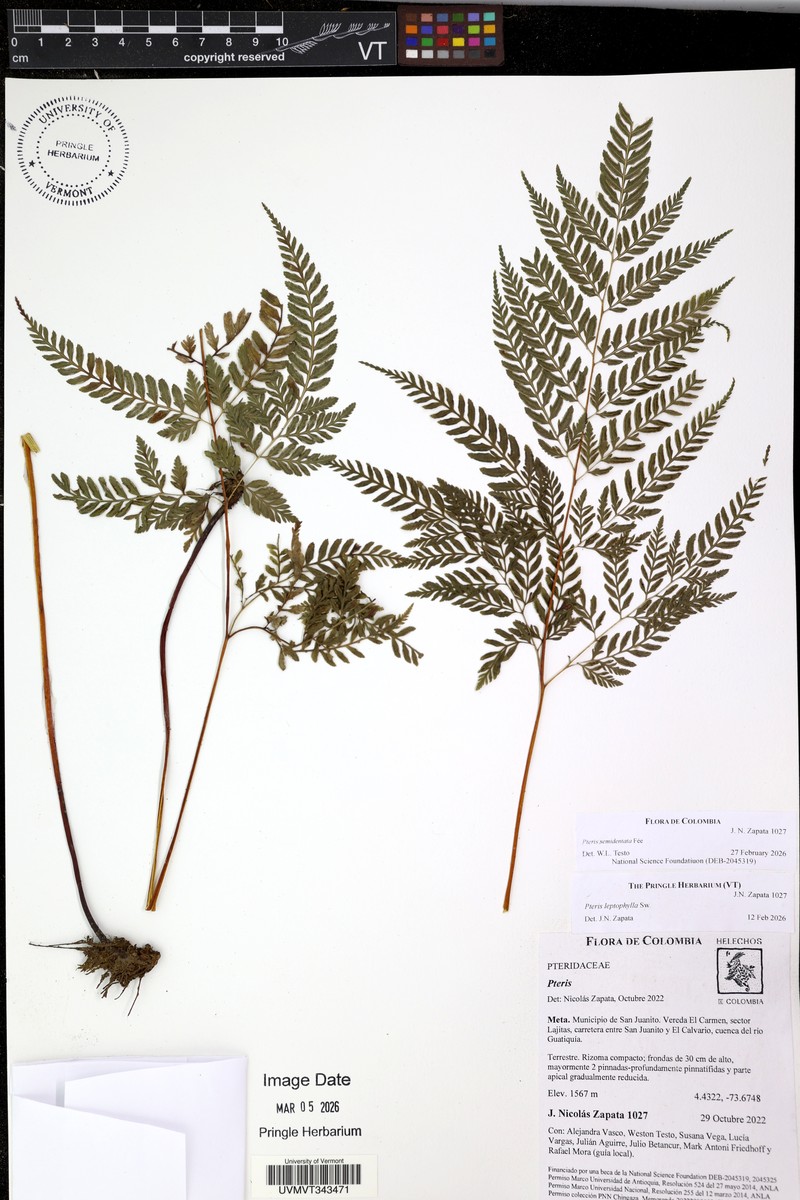 Pteris leptophylla photo 3