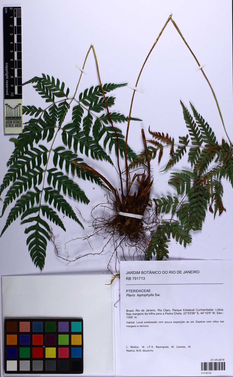 Pteris leptophylla photo 4