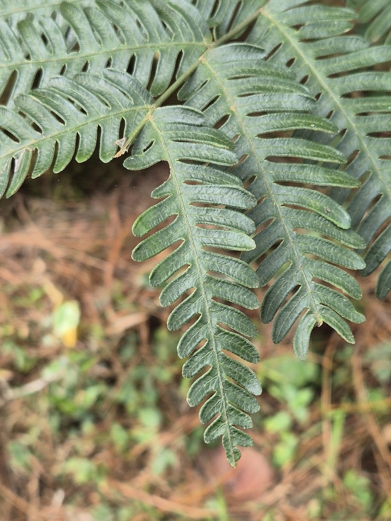 Pteris linearis