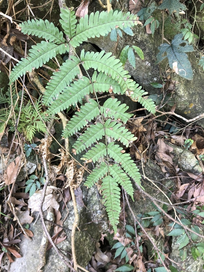 Pteris linearis photo 2