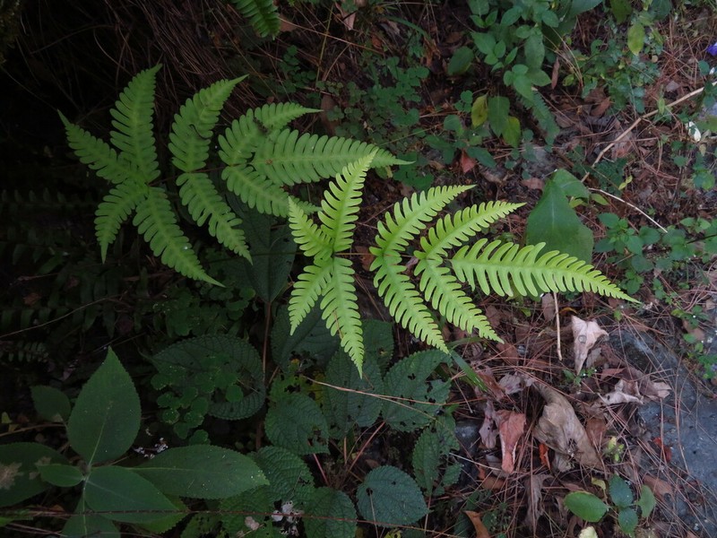Pteris linearis photo 3