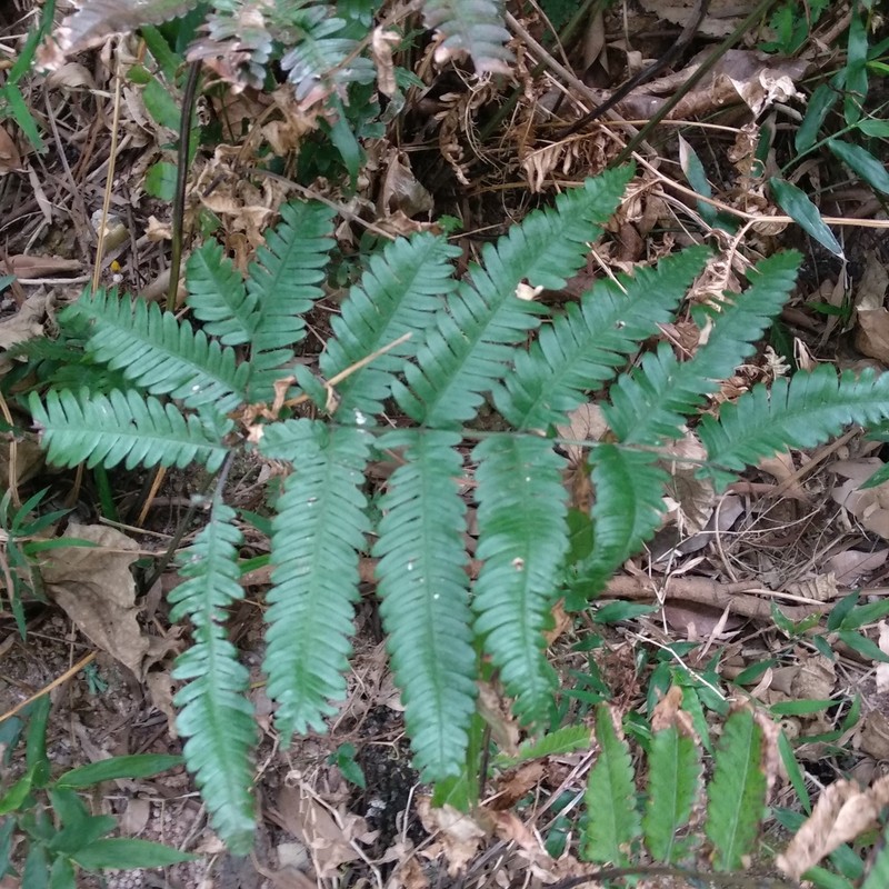 Pteris linearis photo 4