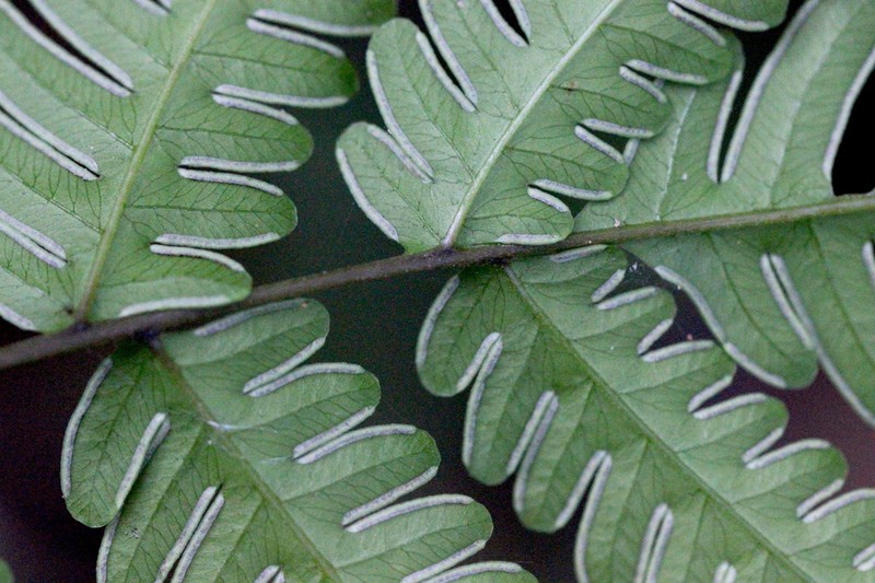 Pteris linearis photo 5