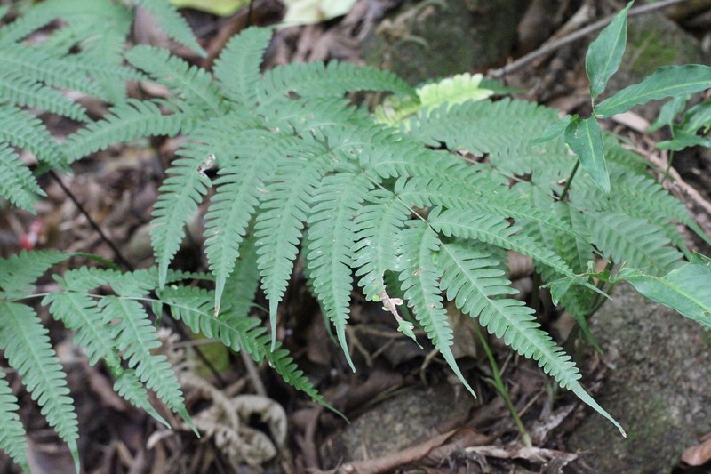 Pteris linearis photo 6