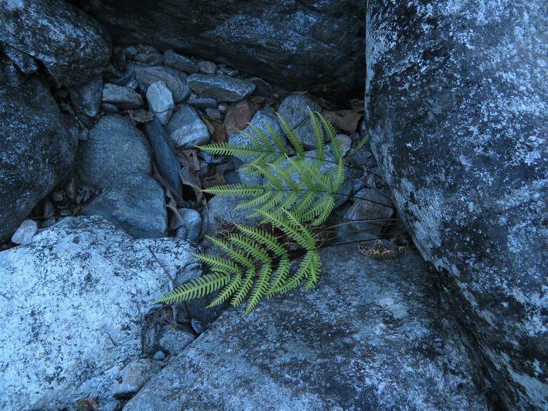 Pteris linearis photo 7