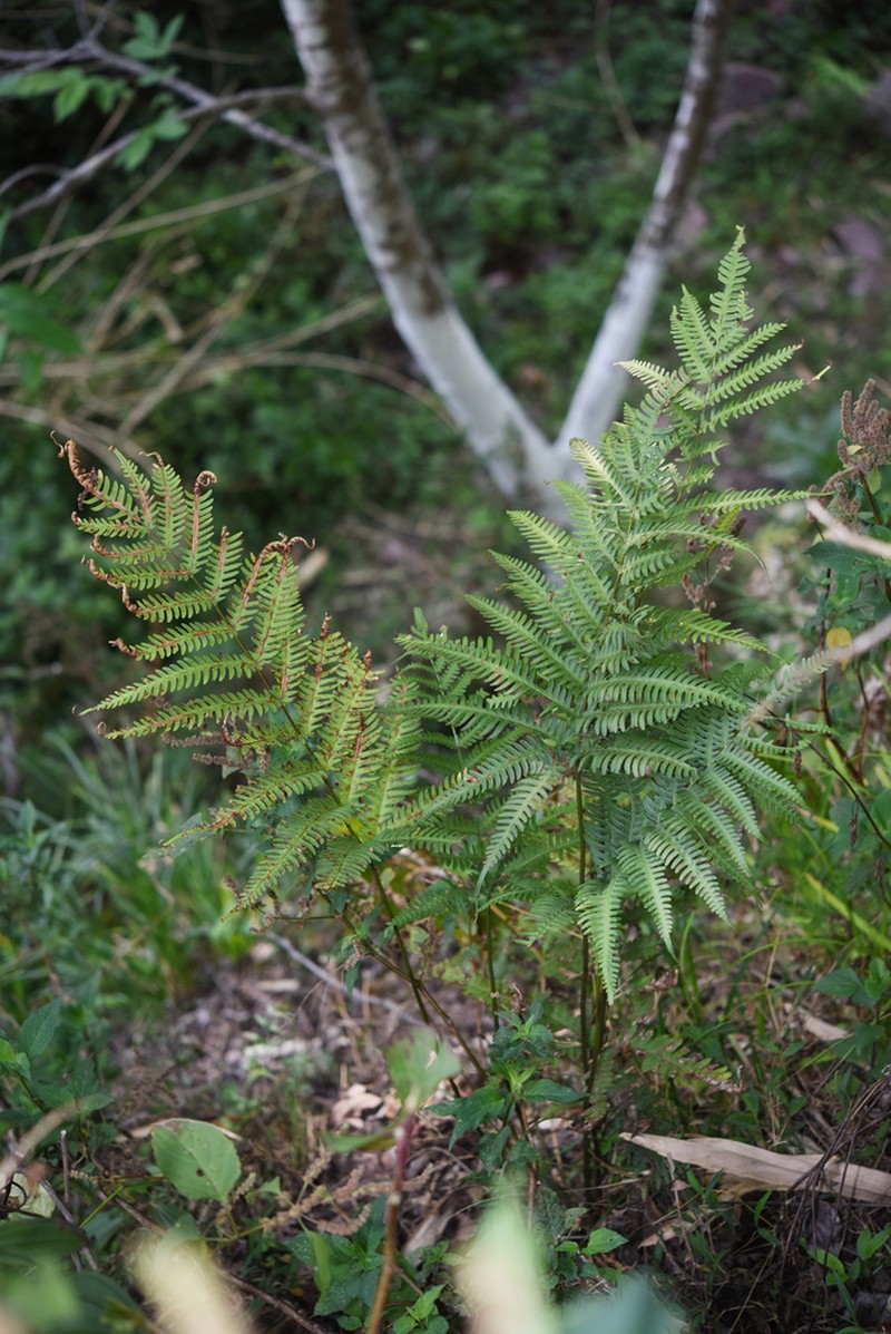 Pteris linearis photo 8