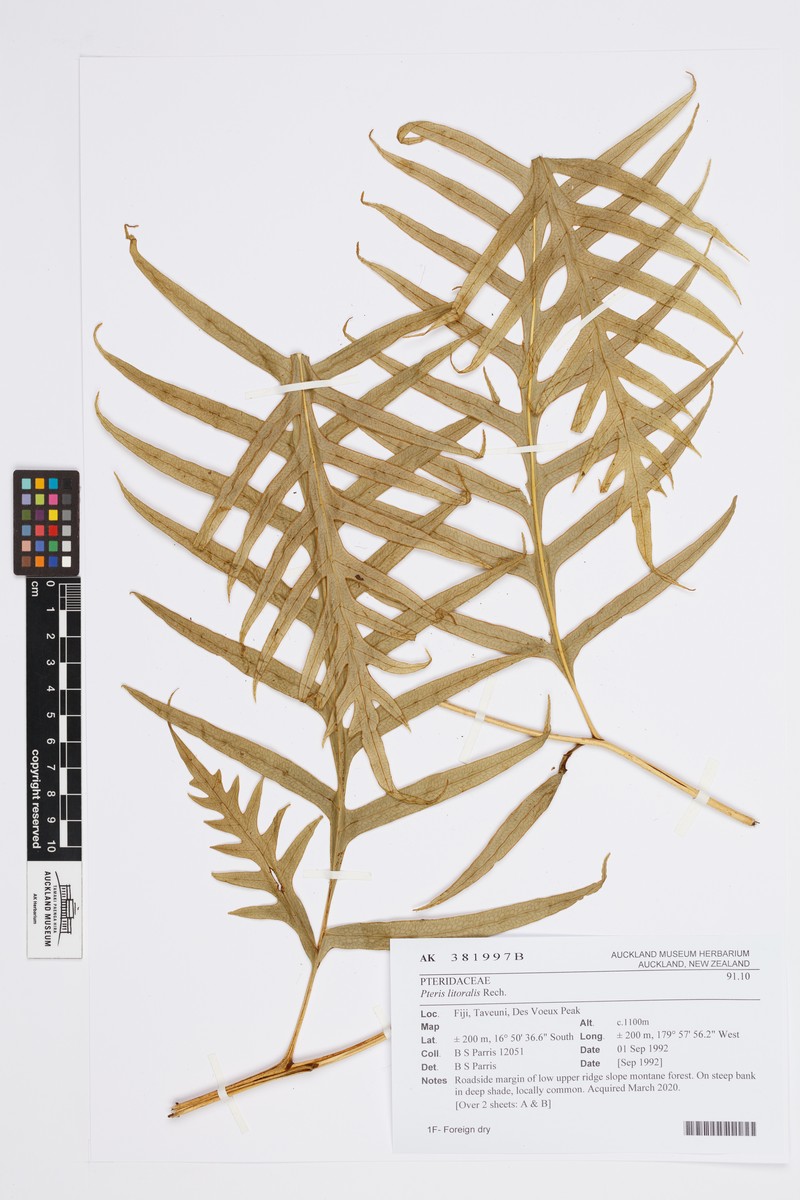 Pteris litoralis