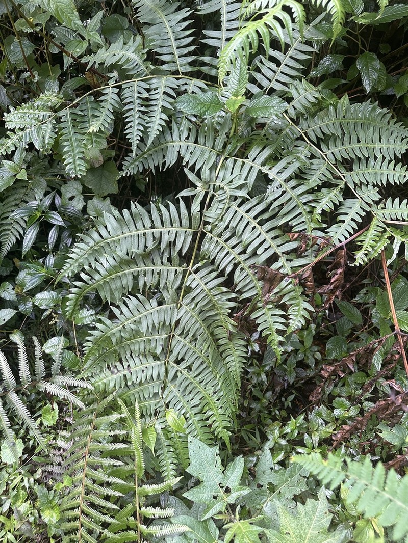 Pteris livida