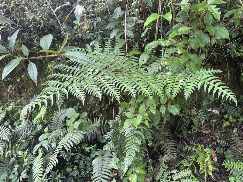 Pteris livida photo 2