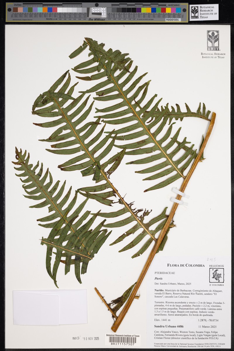Pteris livida photo 3