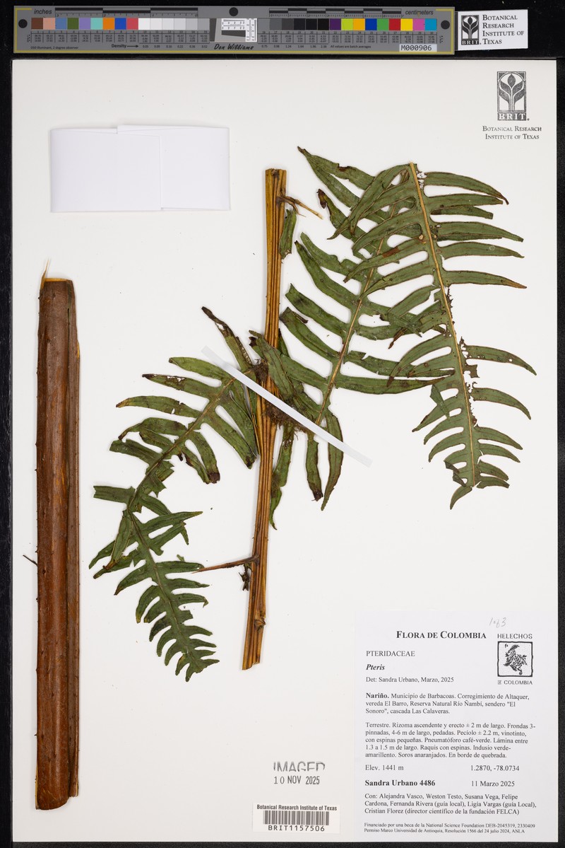 Pteris livida photo 4