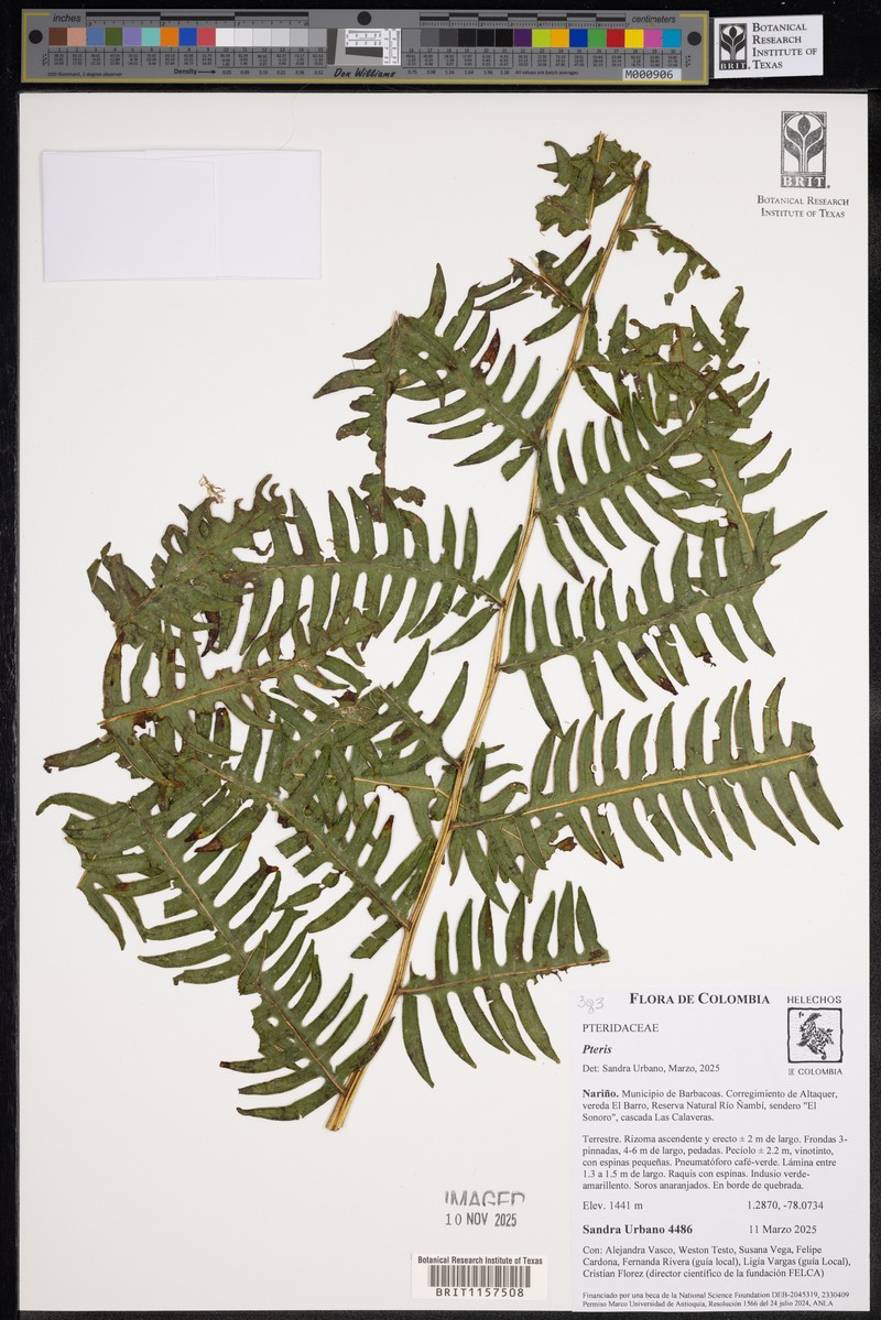 Pteris livida photo 5