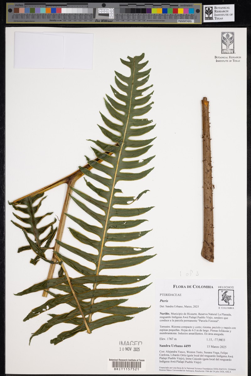 Pteris livida photo 6