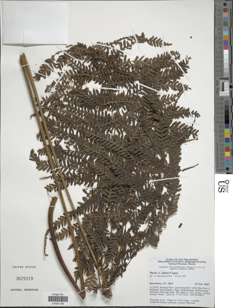 Pteris loheri