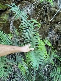 Longleaf Brake