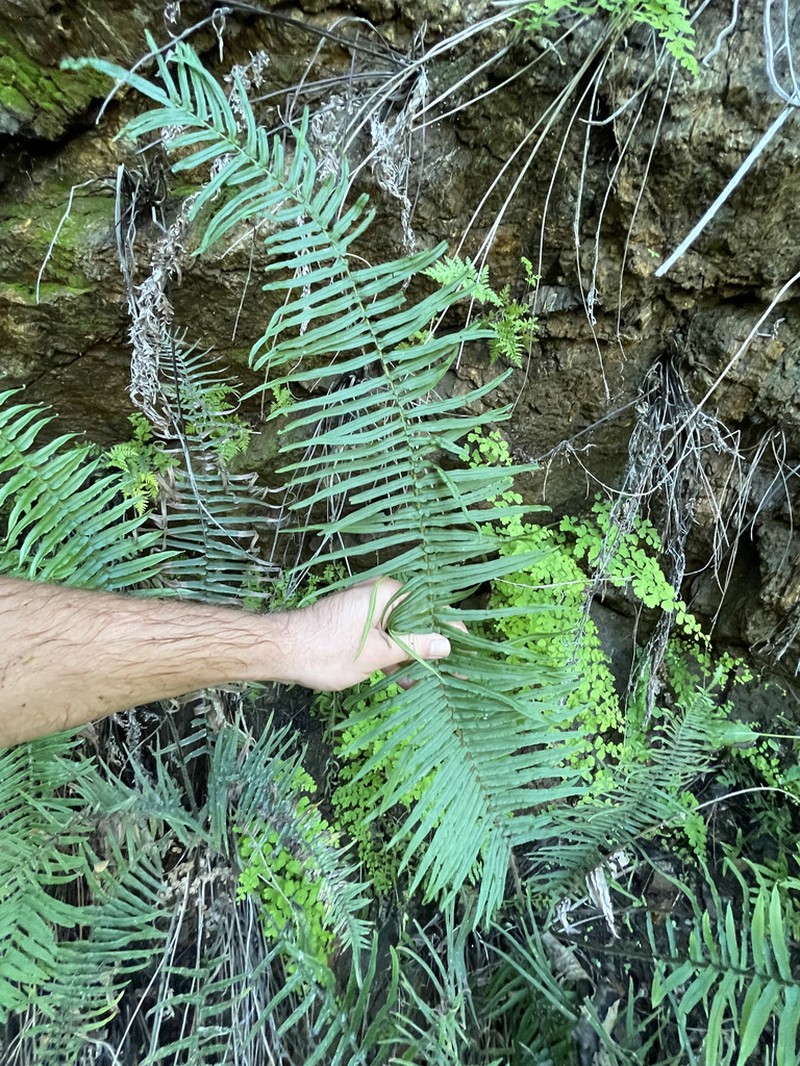 Longleaf Brake