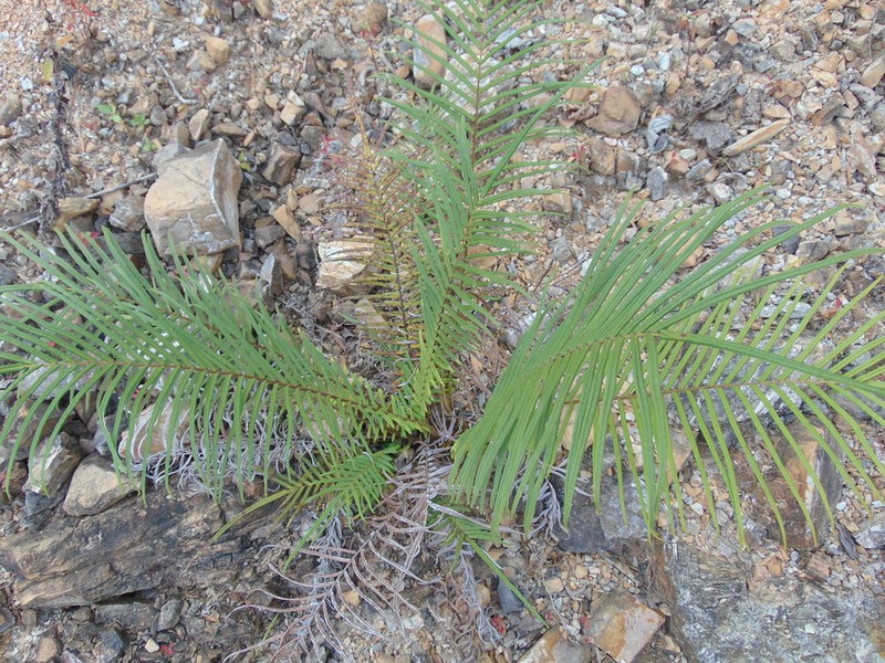 Longleaf Brake photo 2