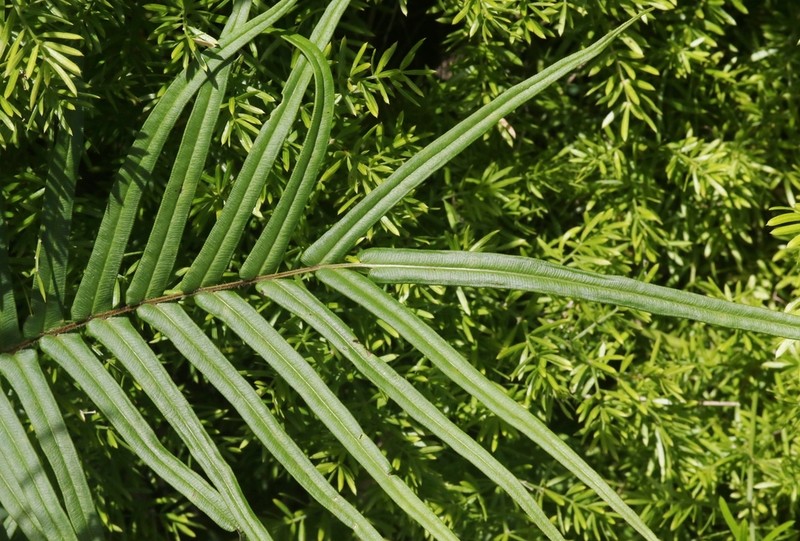 Longleaf Brake photo 4