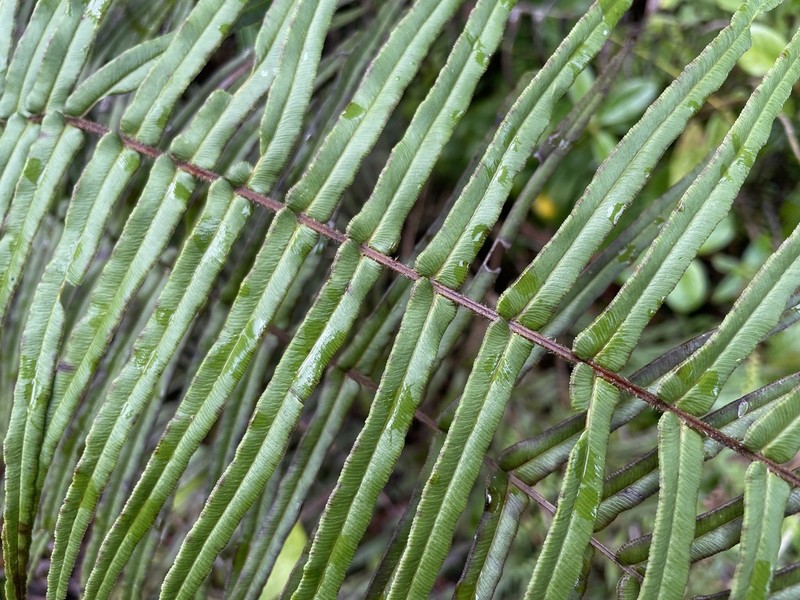 Longleaf Brake photo 5