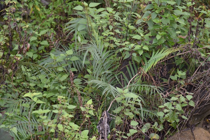 Longleaf Brake photo 6