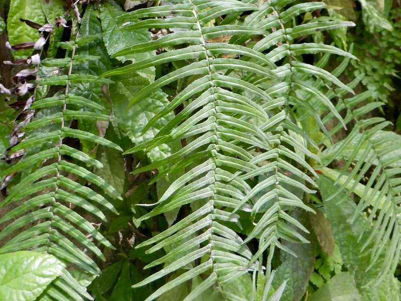 Longleaf Brake photo 8