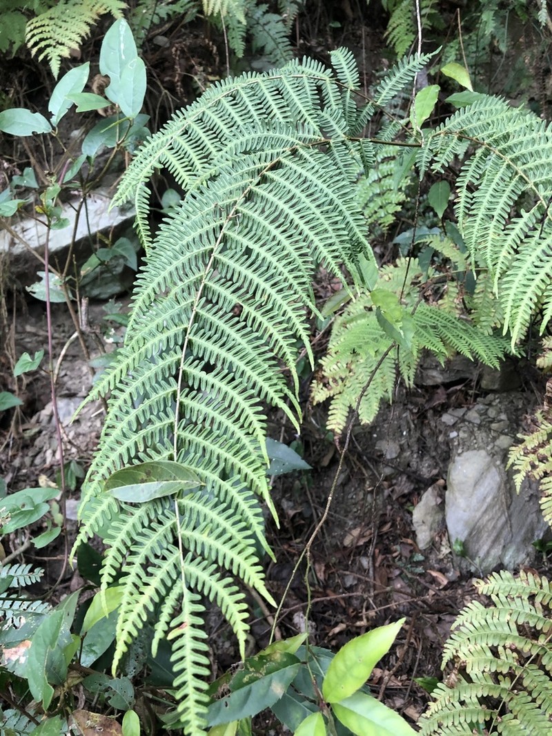 Pteris longipes
