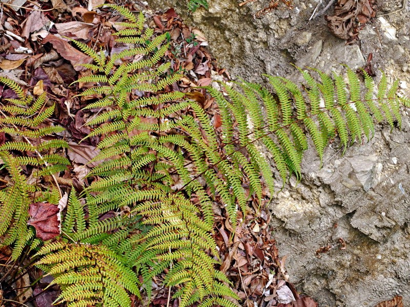 Pteris longipes photo 2