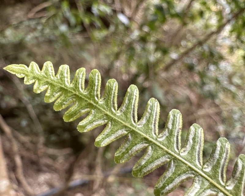 Pteris longipes photo 3