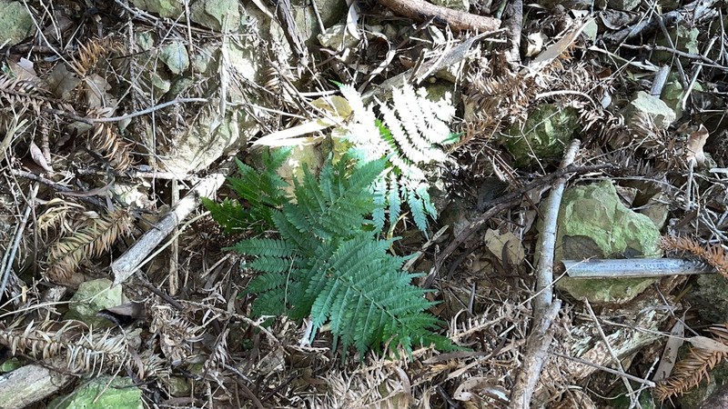 Pteris longipes photo 4