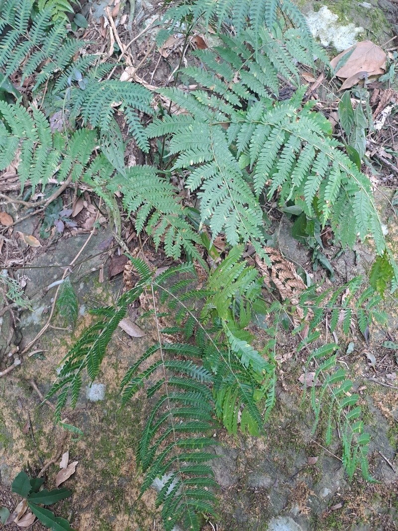Pteris longipes photo 5