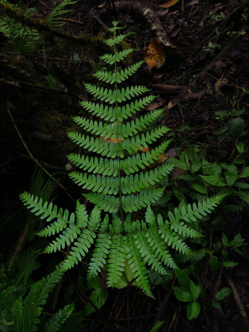 Pteris longipes photo 6