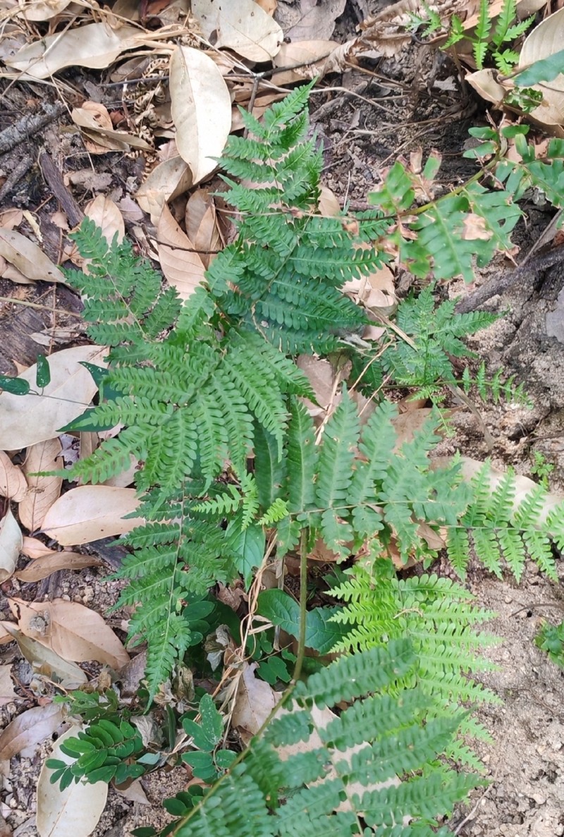 Pteris longipes photo 7