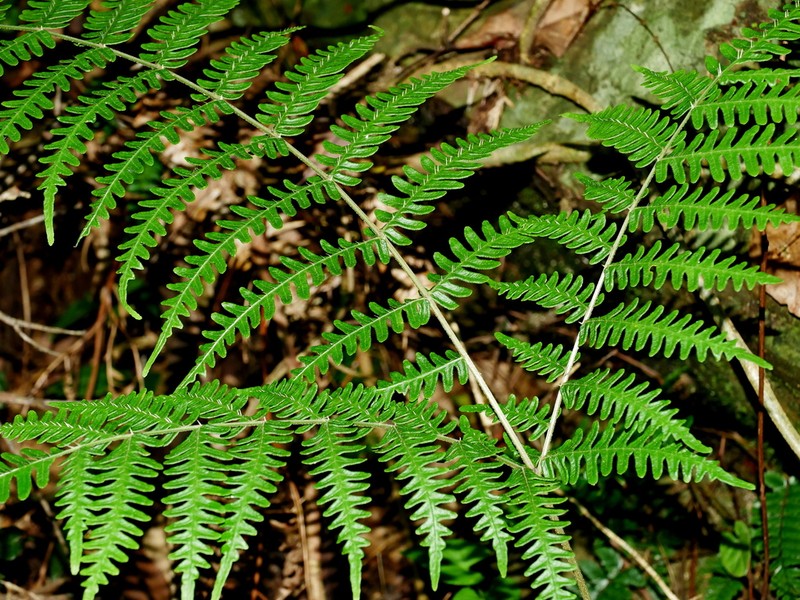 Pteris longipes photo 8