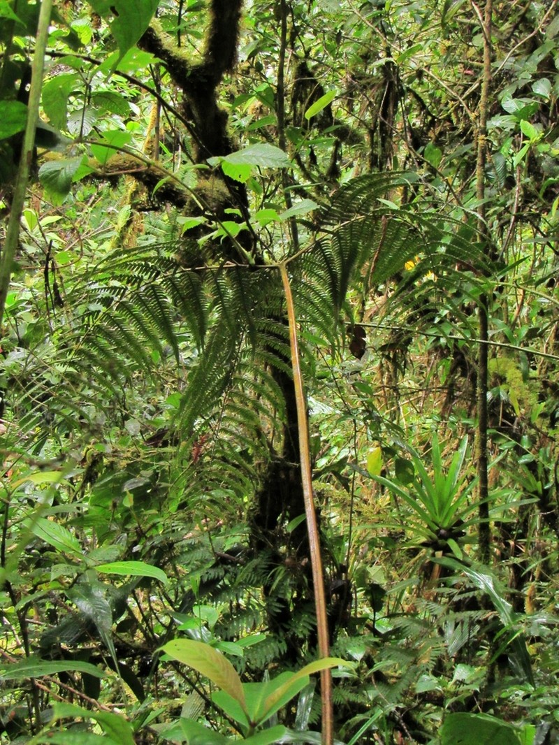 Pteris longipetiolulata
