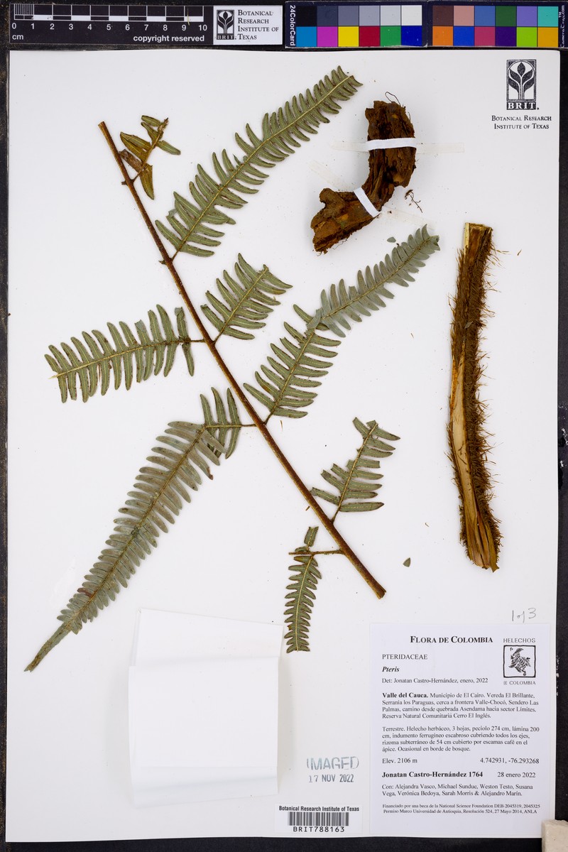 Pteris longipetiolulata photo 2