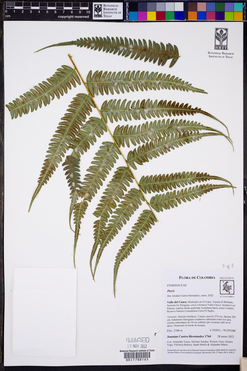 Pteris longipetiolulata photo 3