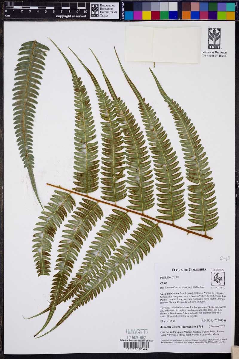 Pteris longipetiolulata photo 4