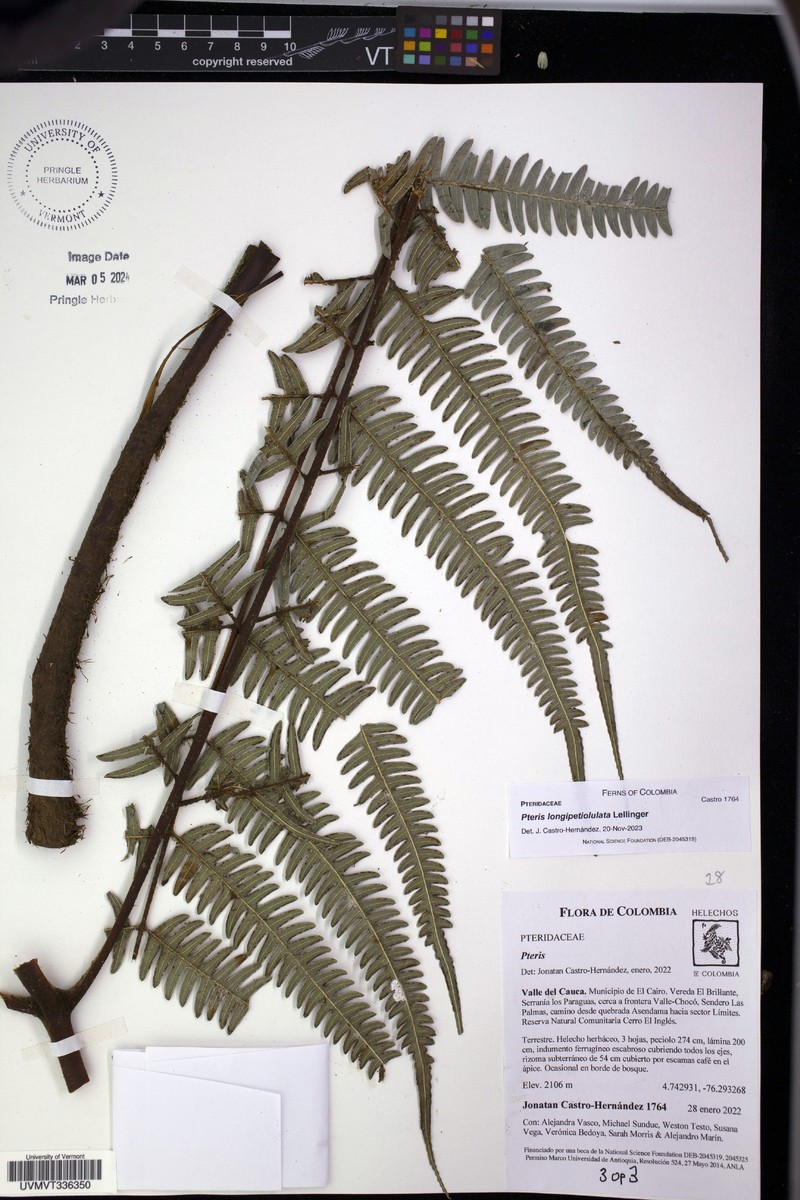 Pteris longipetiolulata photo 5